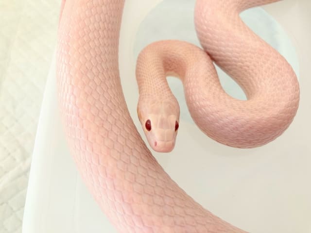 コーンスネーク