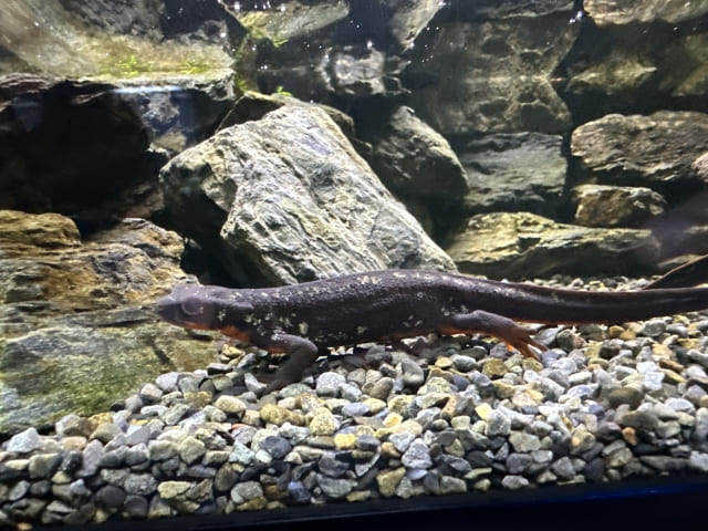 シリケンイモリ