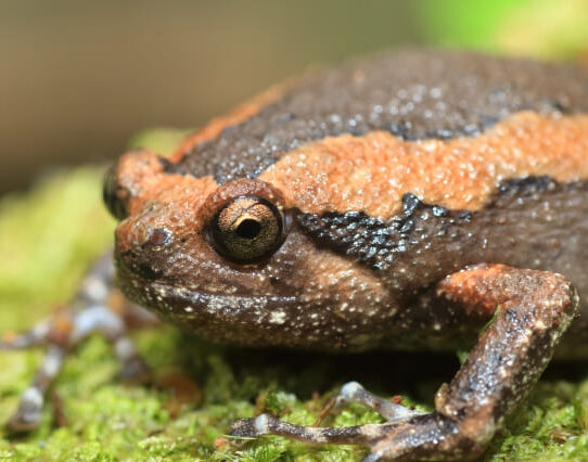 ジムグリガエル