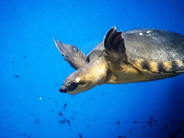 スッポンモドキ