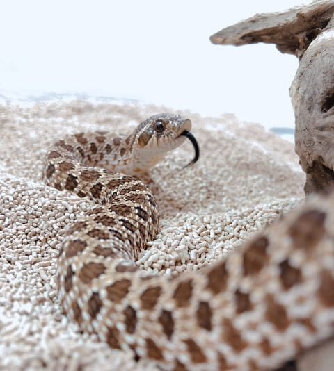 セイブシシバナヘビ