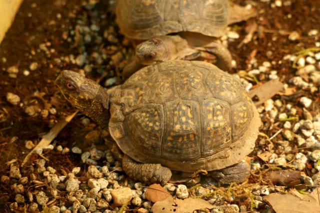 トウブハコガメ