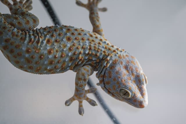 トッケイヤモリ