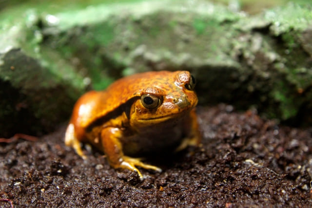 トマトガエル