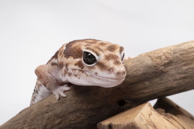 ニシアフリカトカゲモドキ