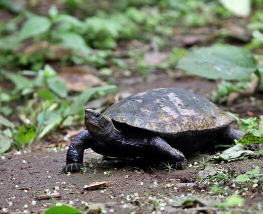 ニホンイシガメ