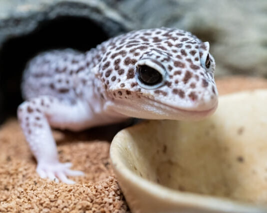 ヒョウモントカゲモドキ