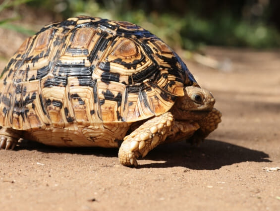 ヒョウモンリクガメ