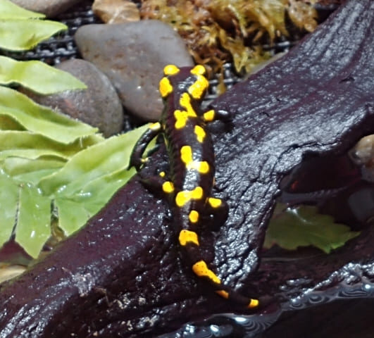 ファイアサラマンダー