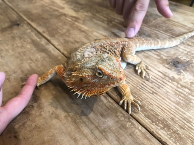 フトアゴヒゲトカゲ