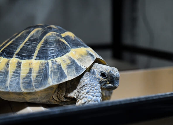 ヘルマンリクガメ