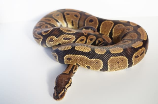 ボールパイソン