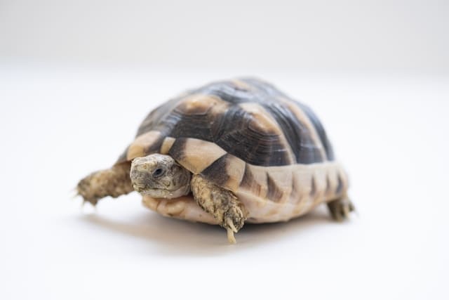 マルギナータリクガメ