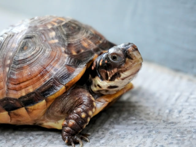 ミツユビハコガメ