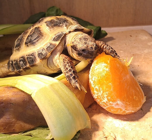 ロシアリクガメ