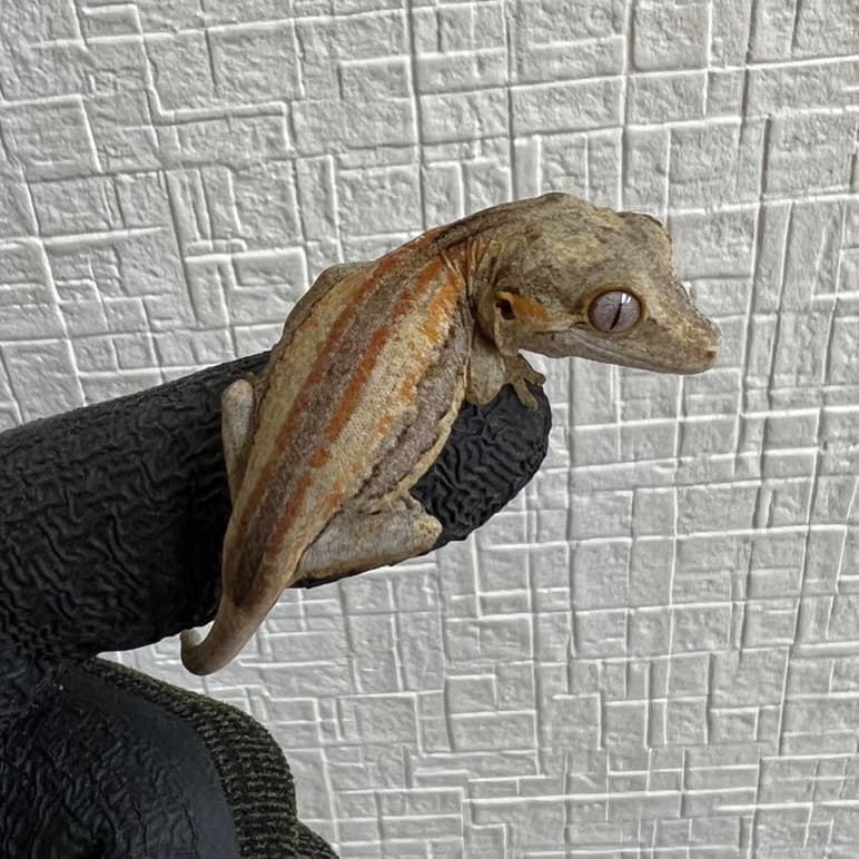 ガーゴイルゲッコー