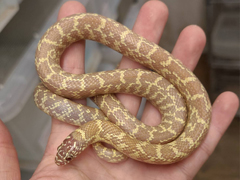 サウスフロリダキングスネーク¥アルビノ