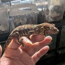 Arrow Reptiles