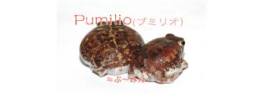 Pumilio（プミリオ）