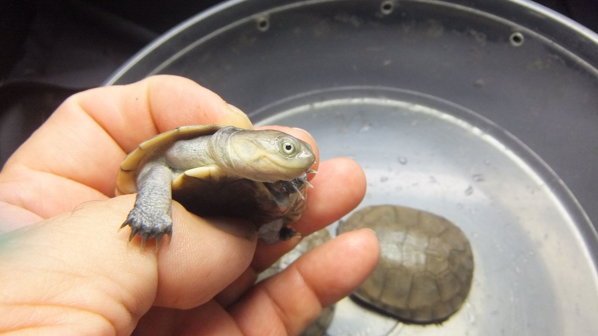 アフリカヌマヨコクビガメ