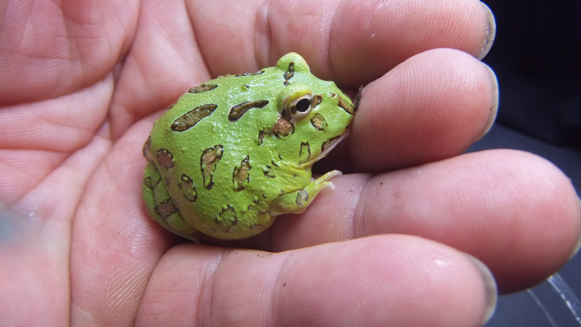 クランウェルツノガエル