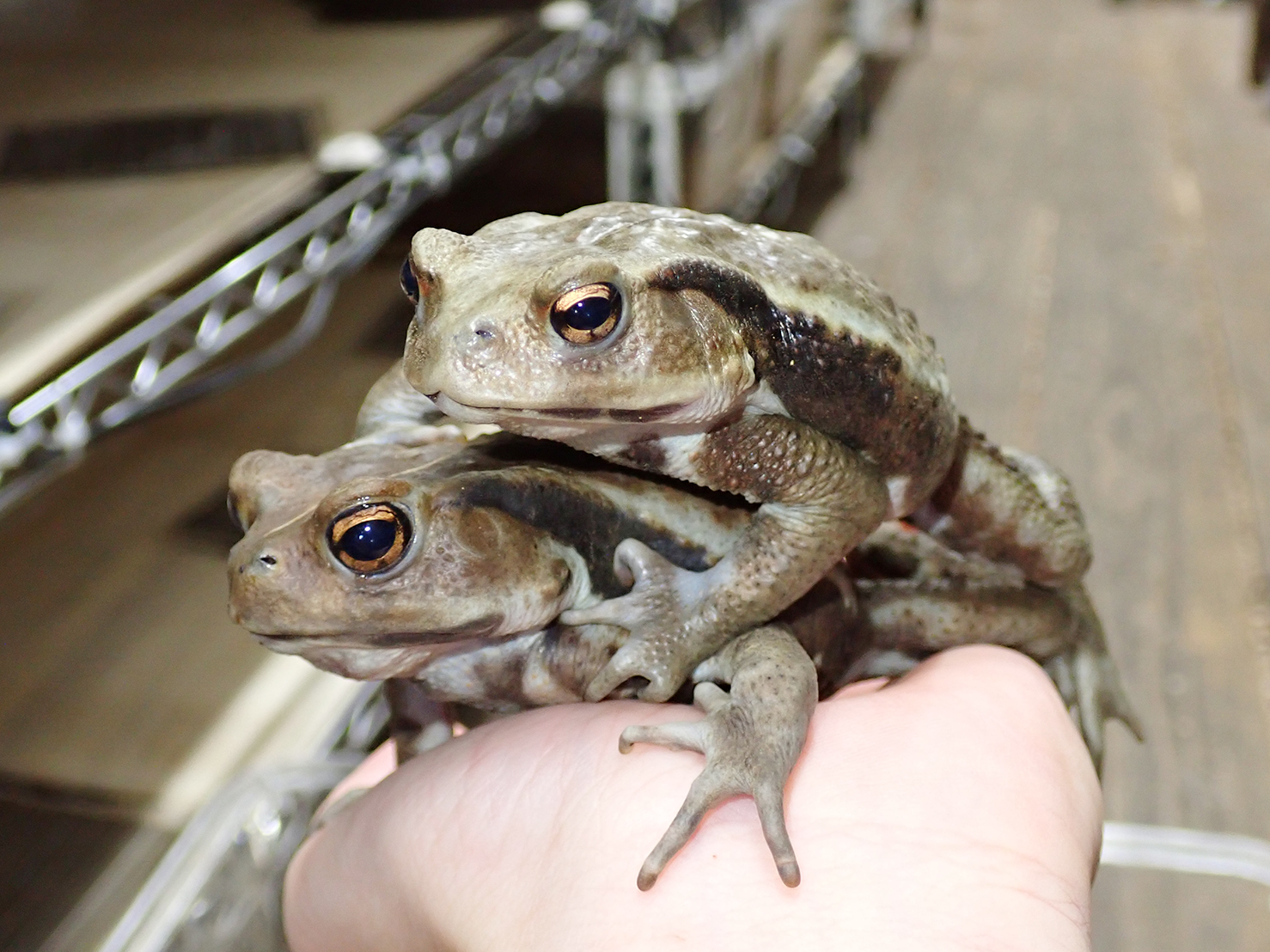 ヒキガエル | レプスキ | お探しの生体・ショップが見つかる爬虫類検索サイト