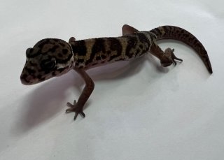 ボウシトカゲモドキ♀