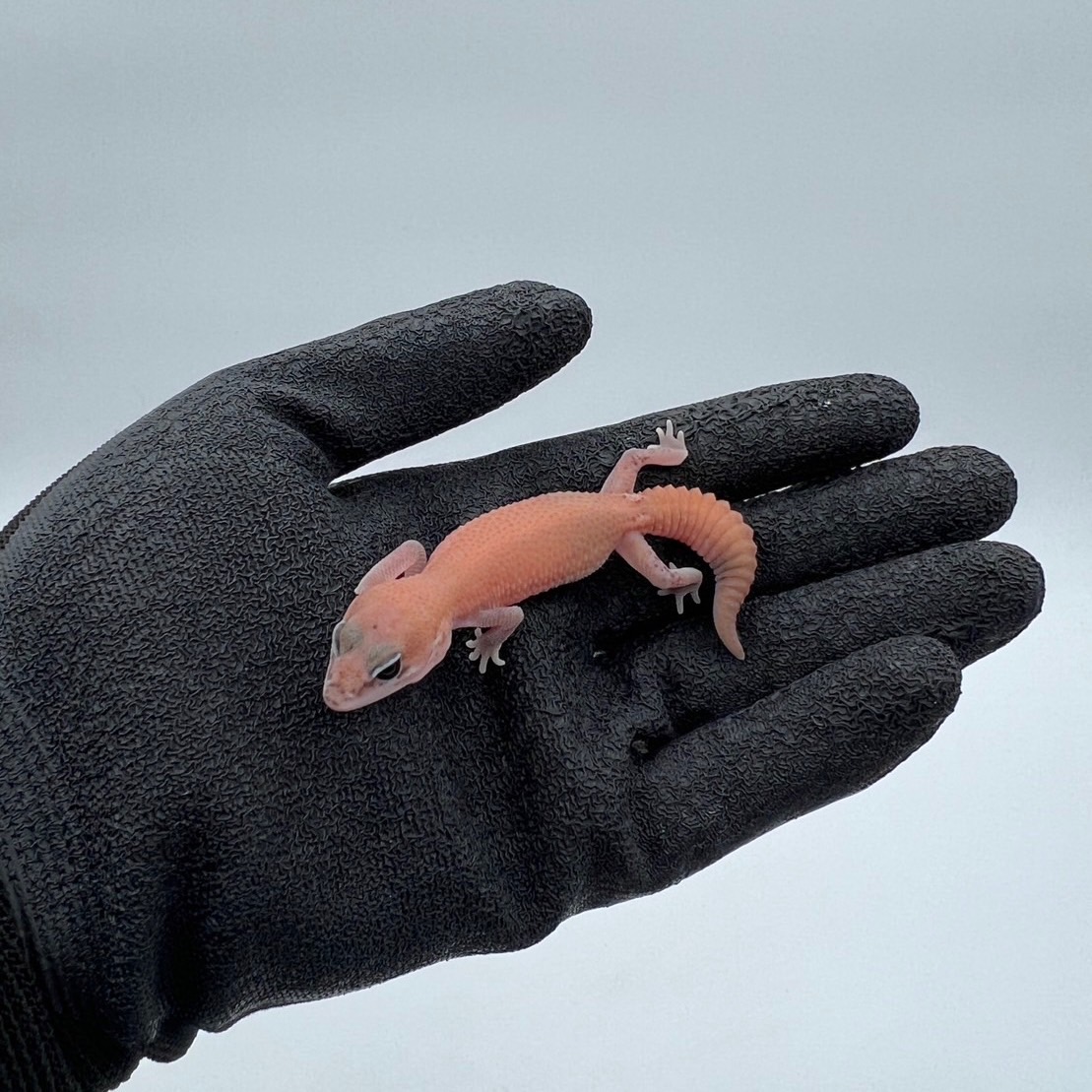 ニシアフリカトカゲモドキ¥ゴーストパターンレスhetオレオ