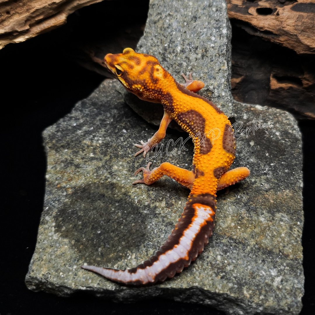 ヒョウモントカゲモドキ¥ブラッドトレンパー