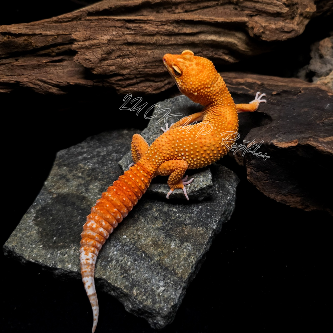 ヒョウモントカゲモドキ¥タンジェリンレイン