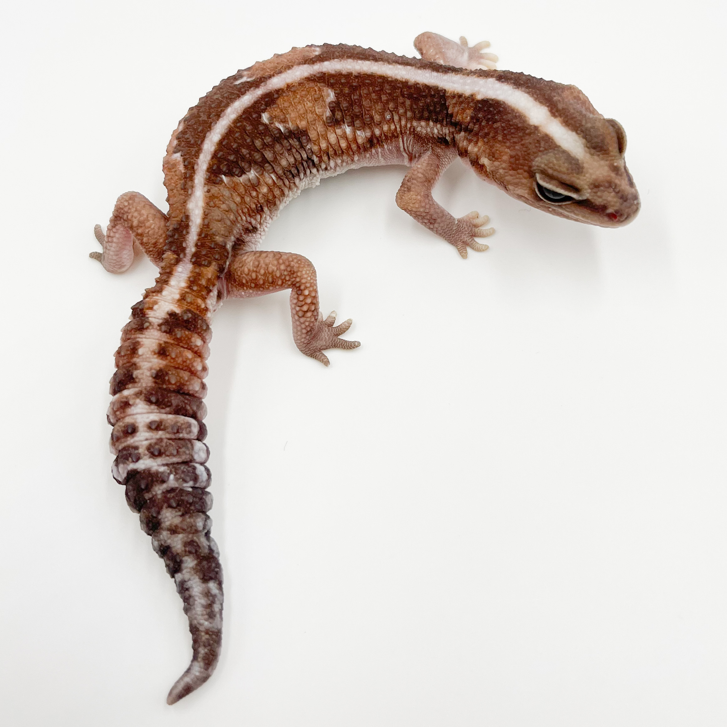 ニシアフリカトカゲモドキ¥ストライプズールーhetキャラメル