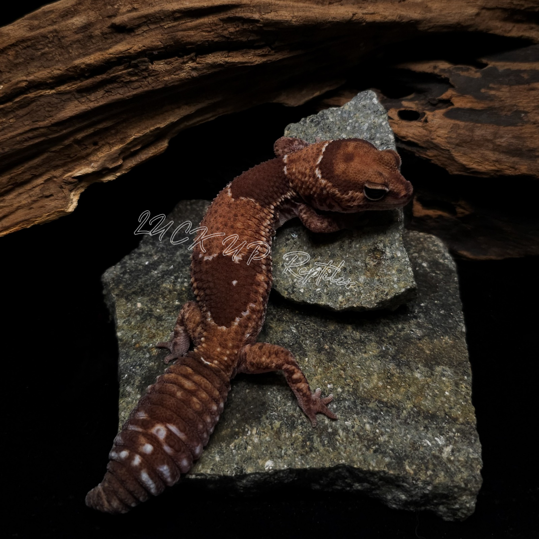 ニシアフリカトカゲモドキ¥ノーマルhetオレオ