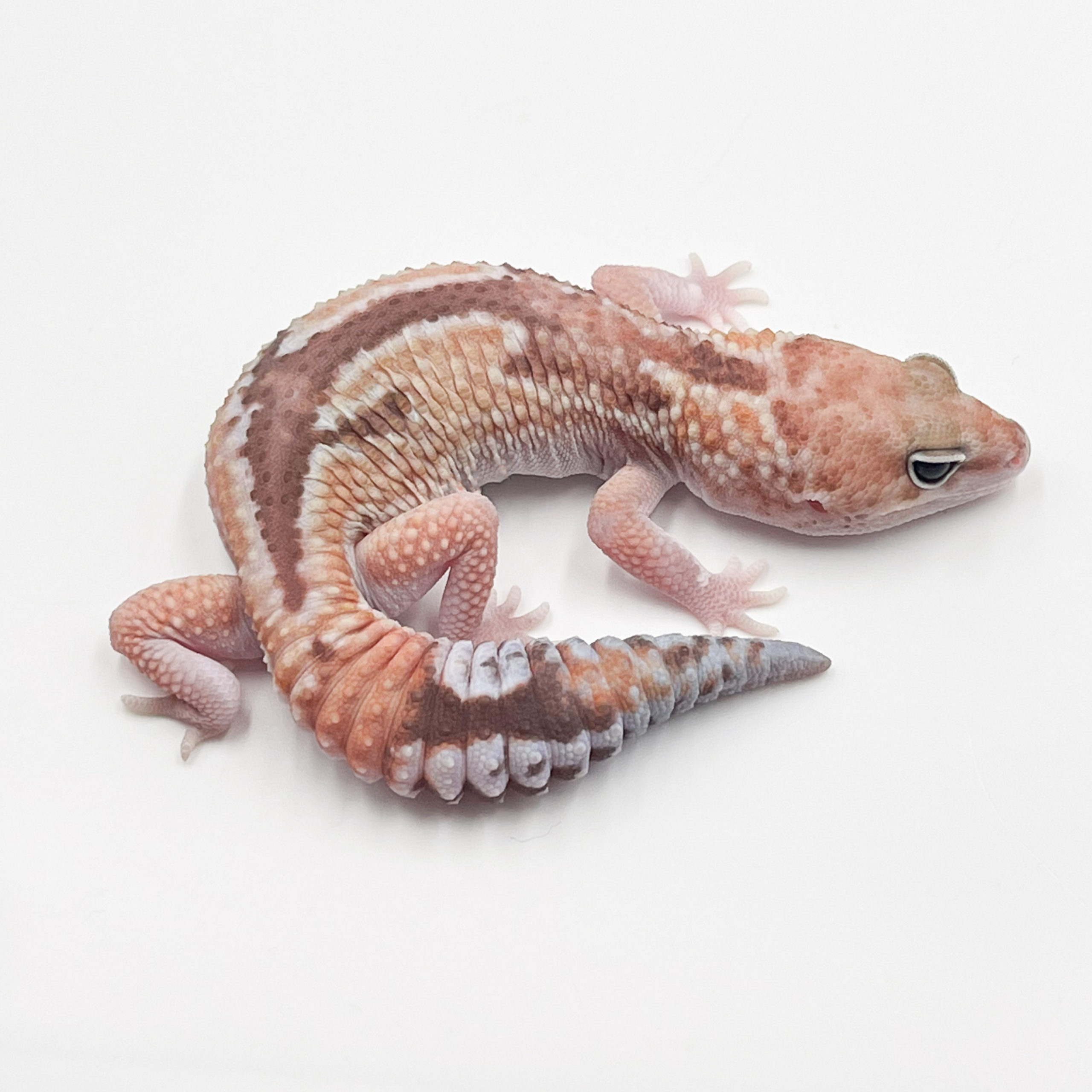 ニシアフリカトカゲモドキ¥ズールーPossHetキャラメル