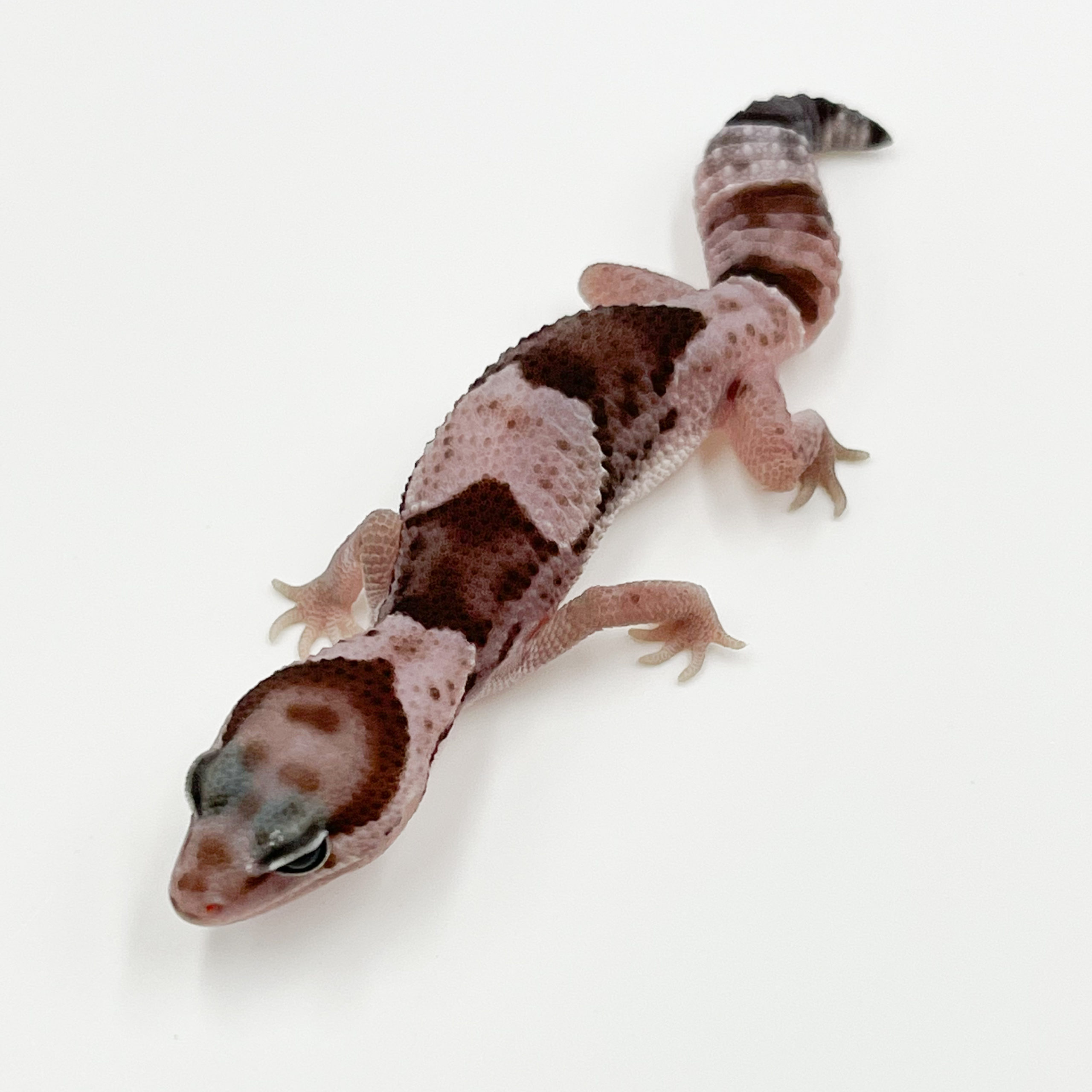 ニシアフリカトカゲモドキ¥オレオ