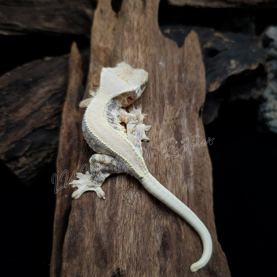 クレステッドゲッコー¥リリーホワイト