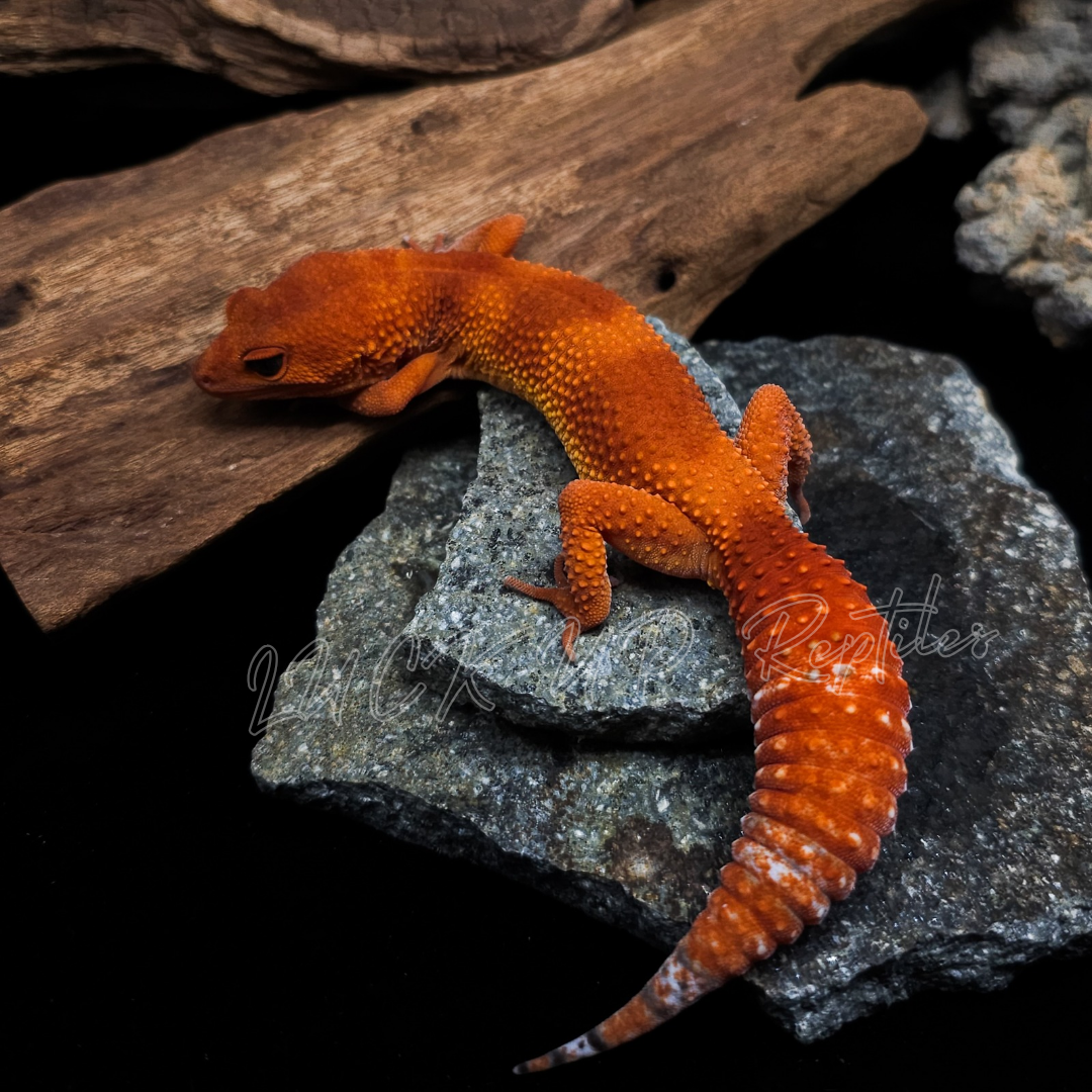 ヒョウモントカゲモドキ¥マンダリン