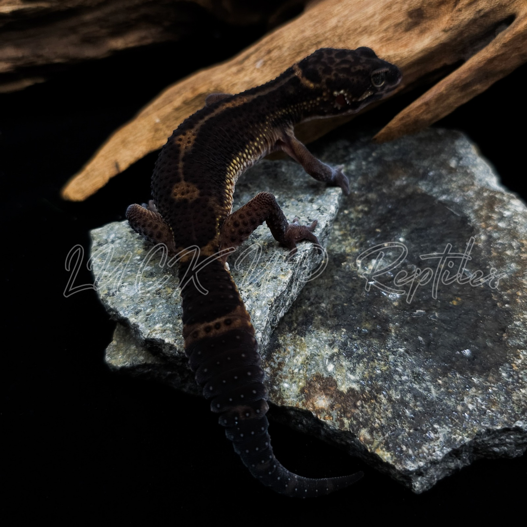 ヒョウモントカゲモドキ¥メラニスティックマンダリン