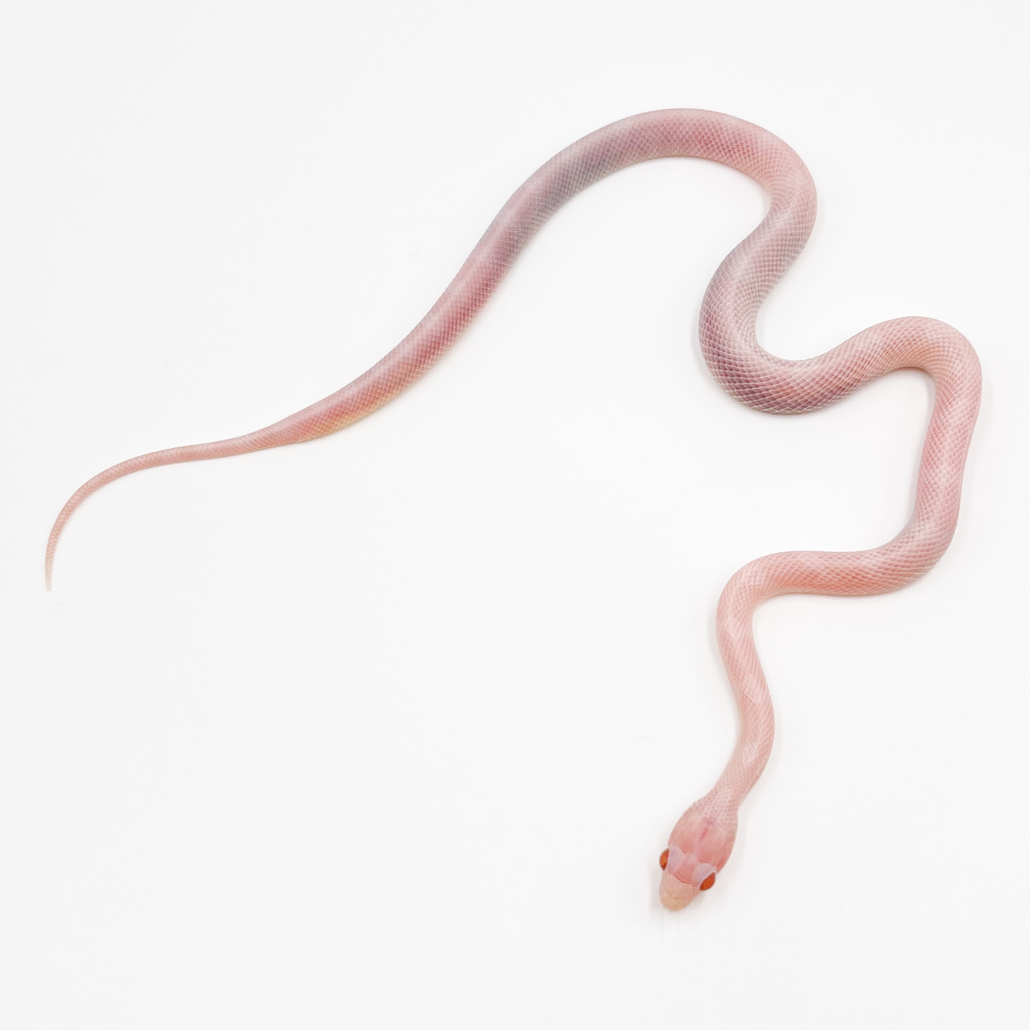 コーンスネーク¥ブリザード