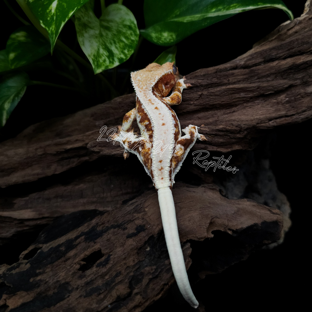 クレステッドゲッコー¥レッドリリーホワイト