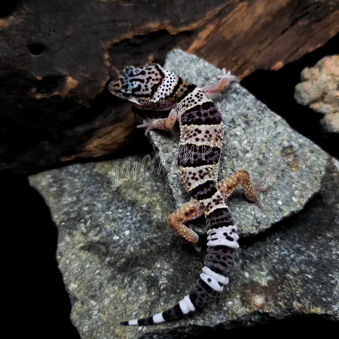 ヒョウモントカゲモドキ¥アフガンクロス