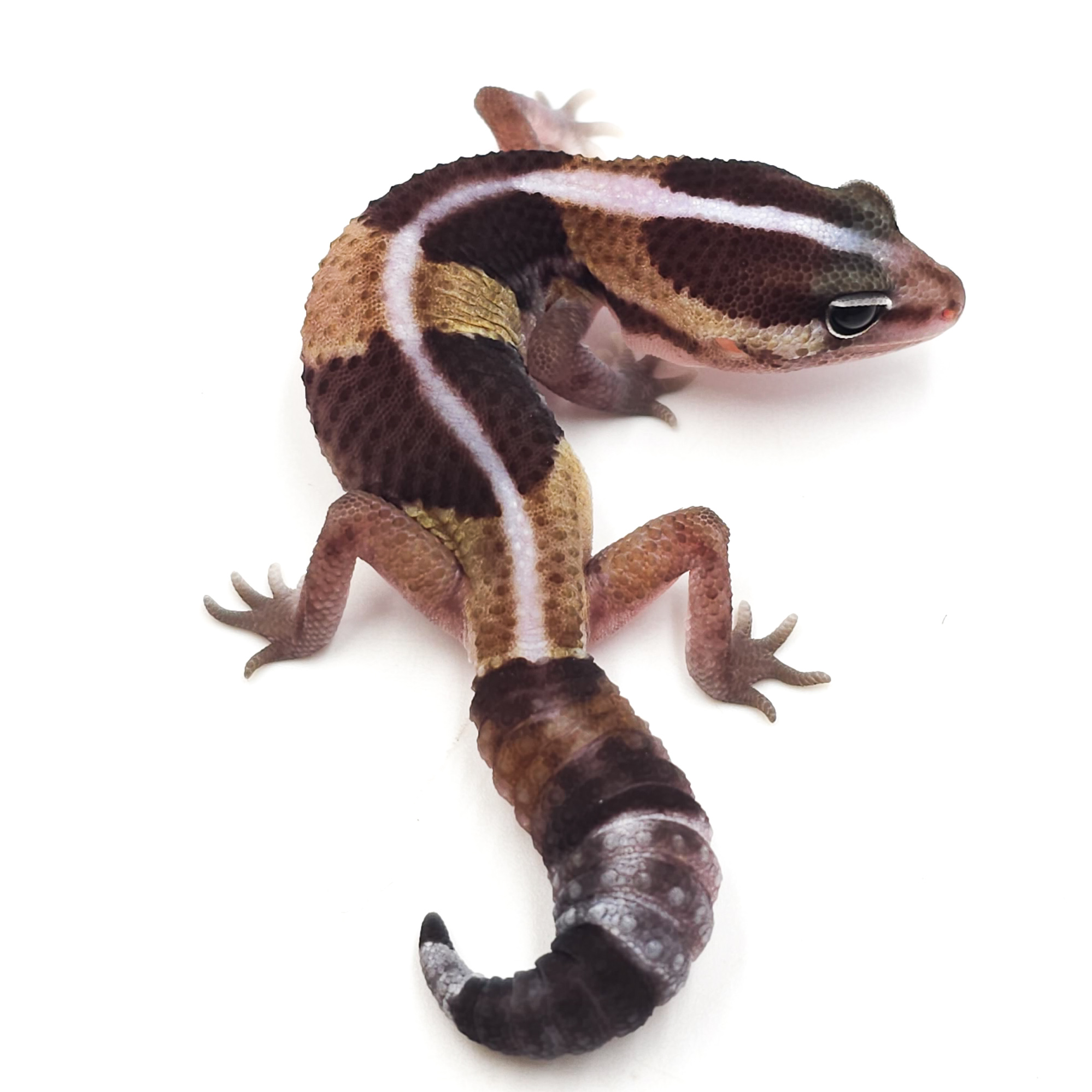 ニシアフリカトカゲモドキ¥ノーマルhetキャラメルズールー