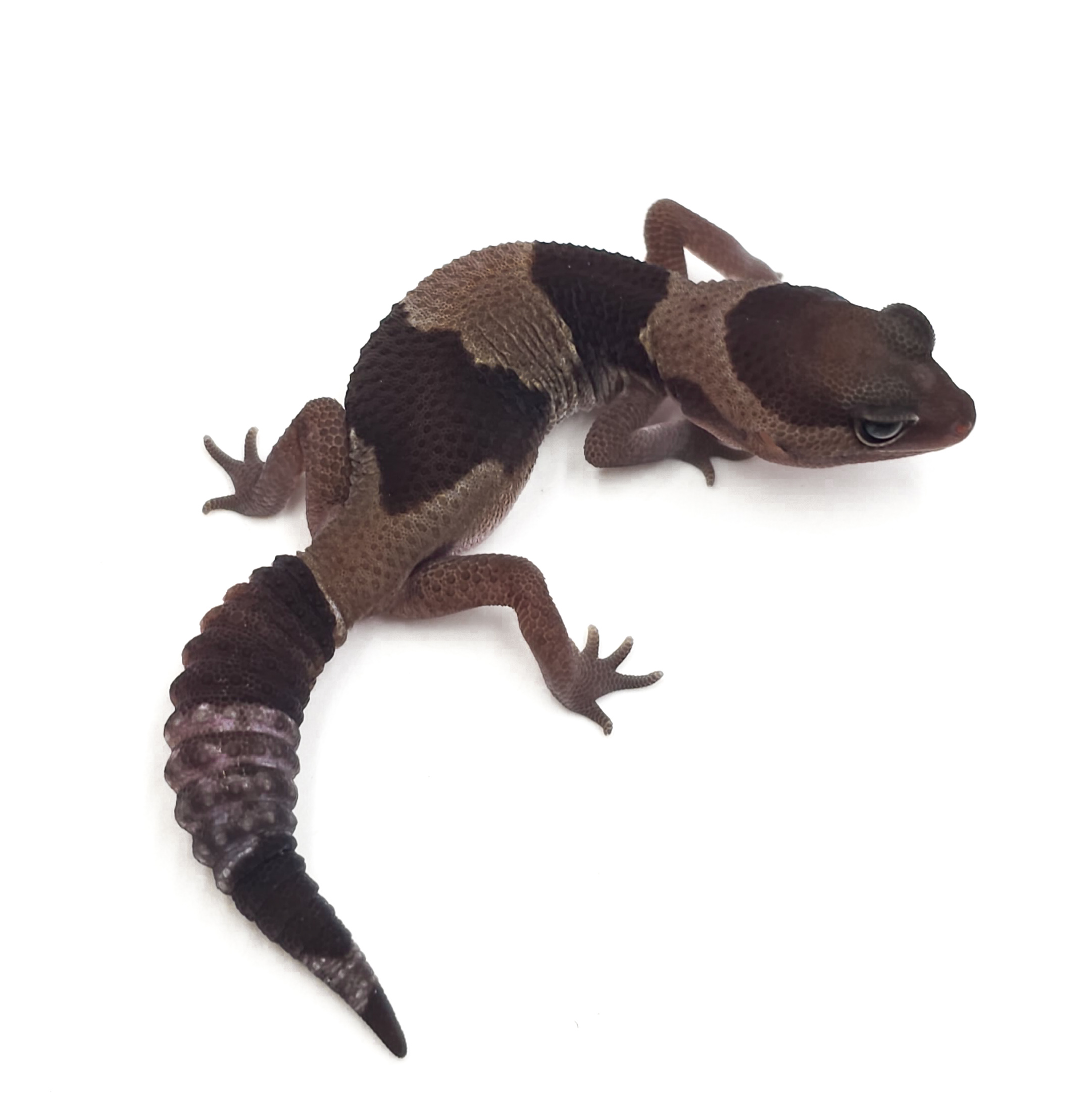 ニシアフリカトカゲモドキ¥ノーマルhetズールーphアメル・キャラメル