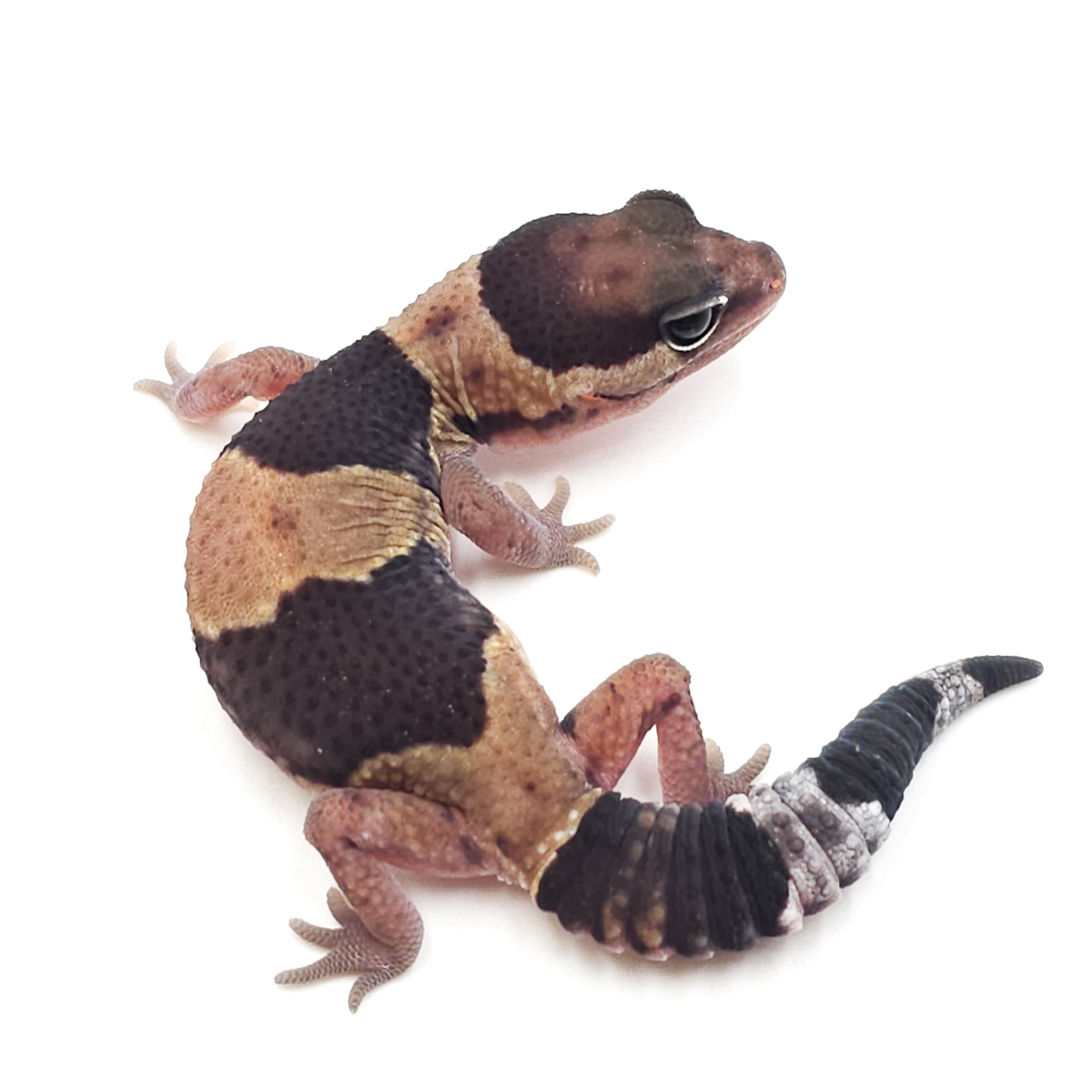 ニシアフリカトカゲモドキ¥ノーマルhetオレオ