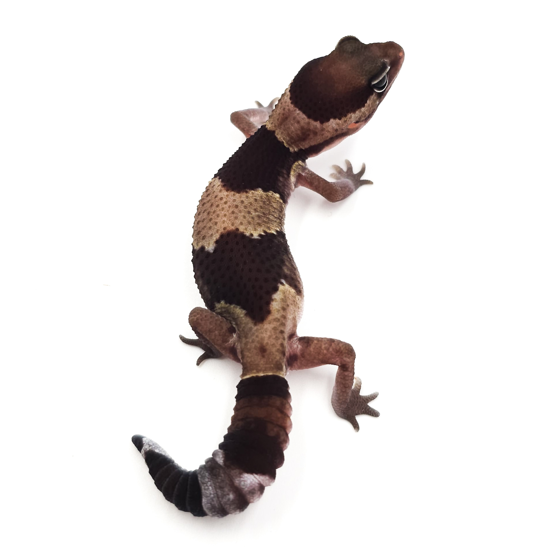 ニシアフリカトカゲモドキ¥ノーマル