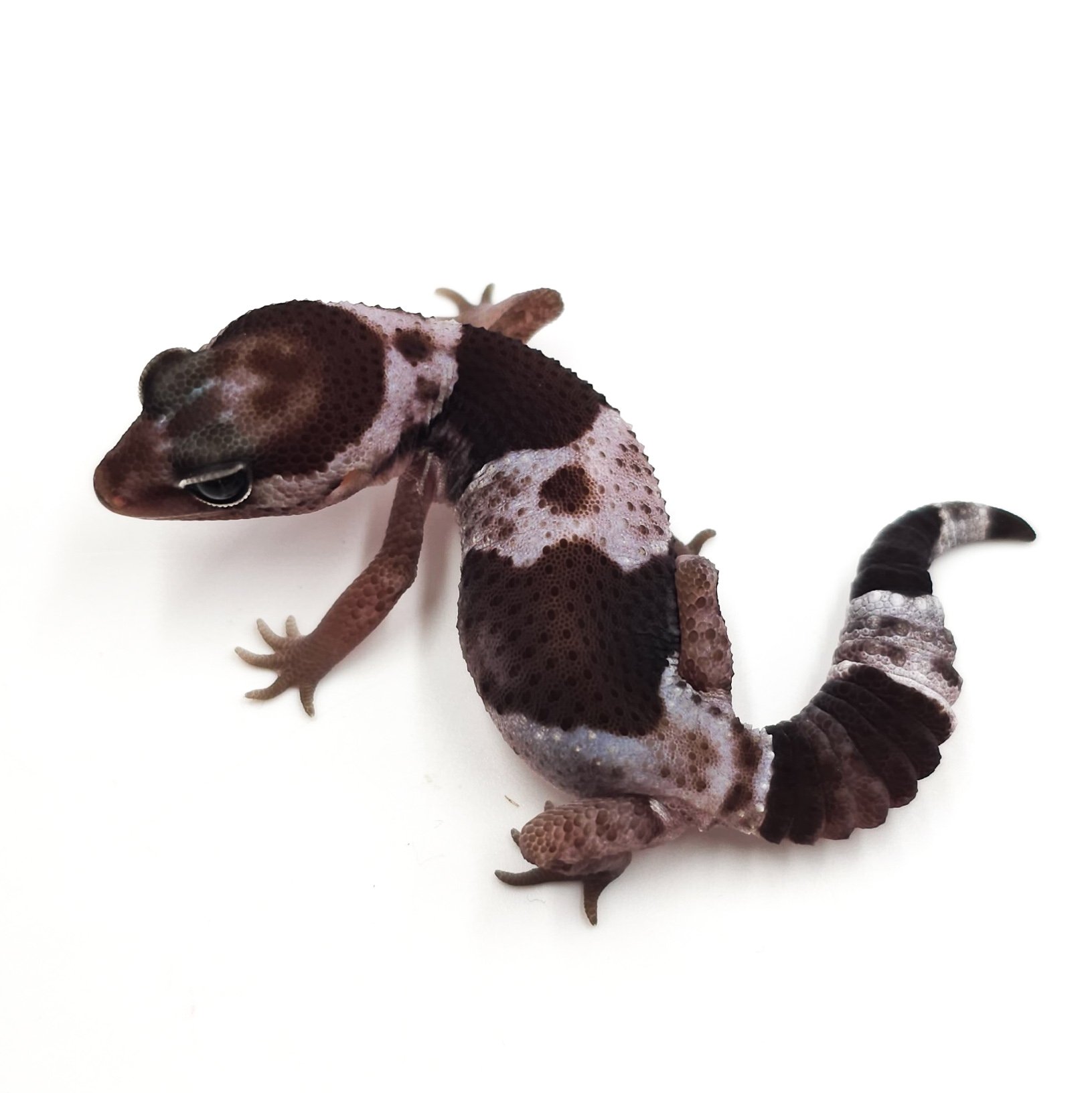 ニシアフリカトカゲモドキ¥オレオhetズールー