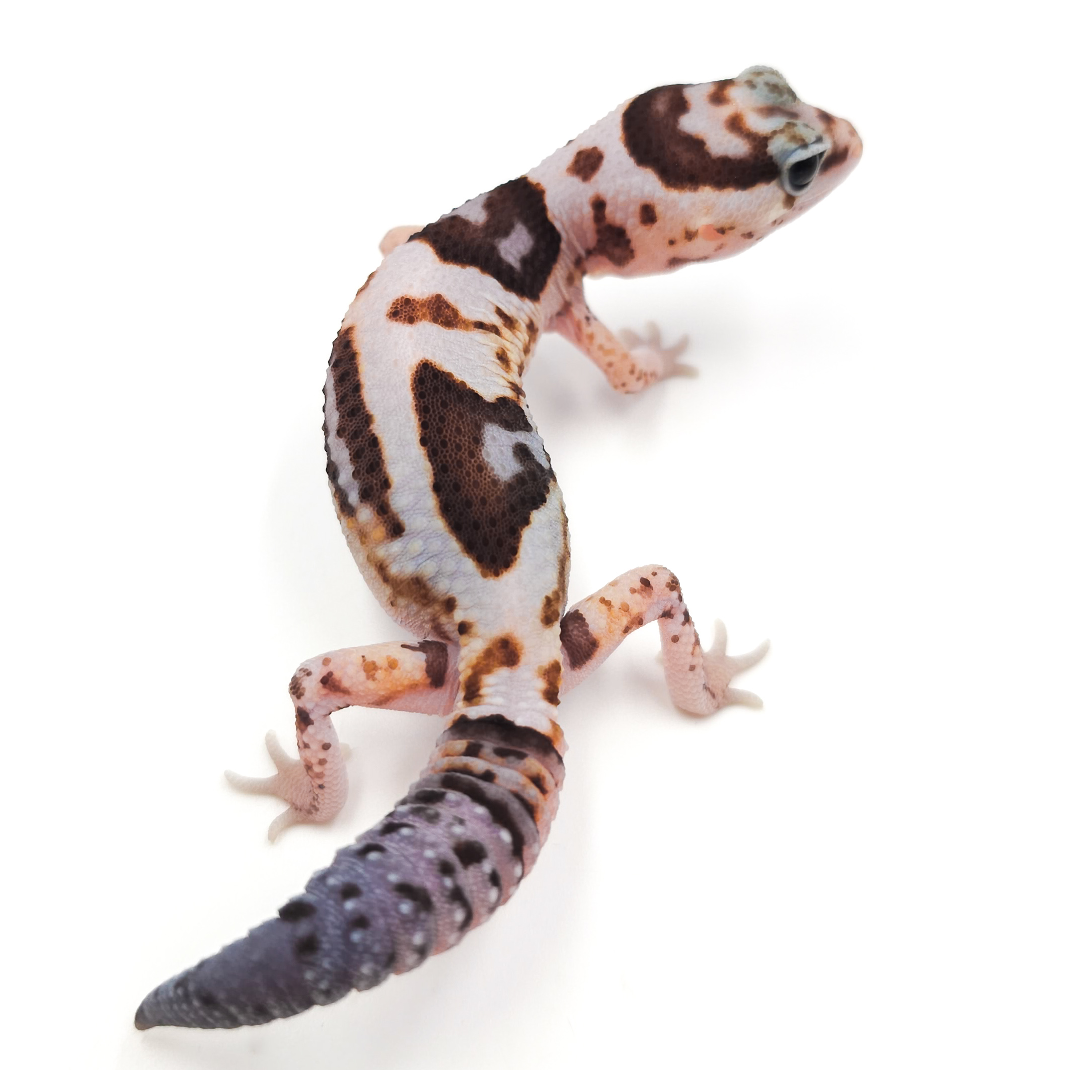 ニシアフリカトカゲモドキ¥ホワイトアウトhetパティ66%hetアメル