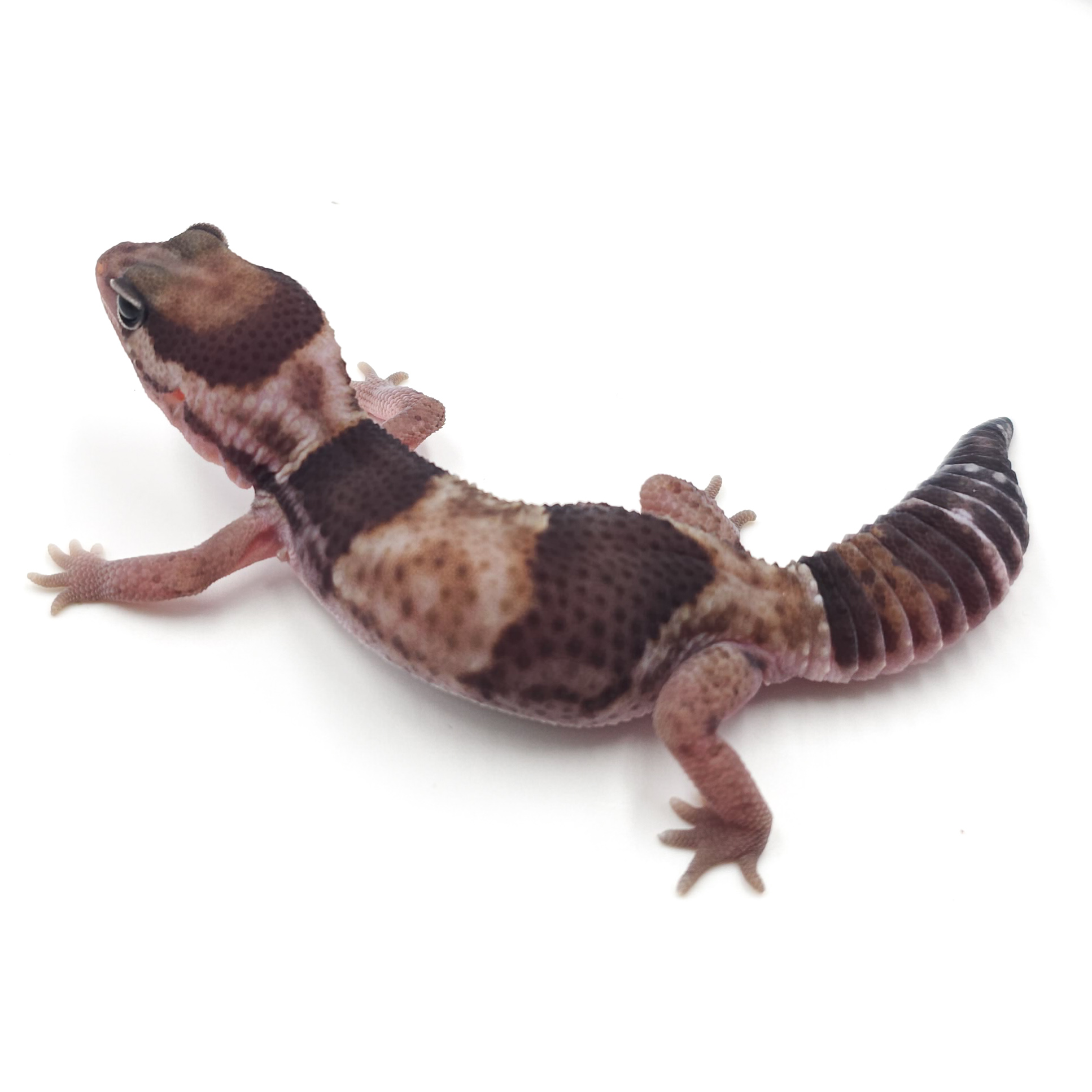 ニシアフリカトカゲモドキ¥ノーマルhetオレオパティ