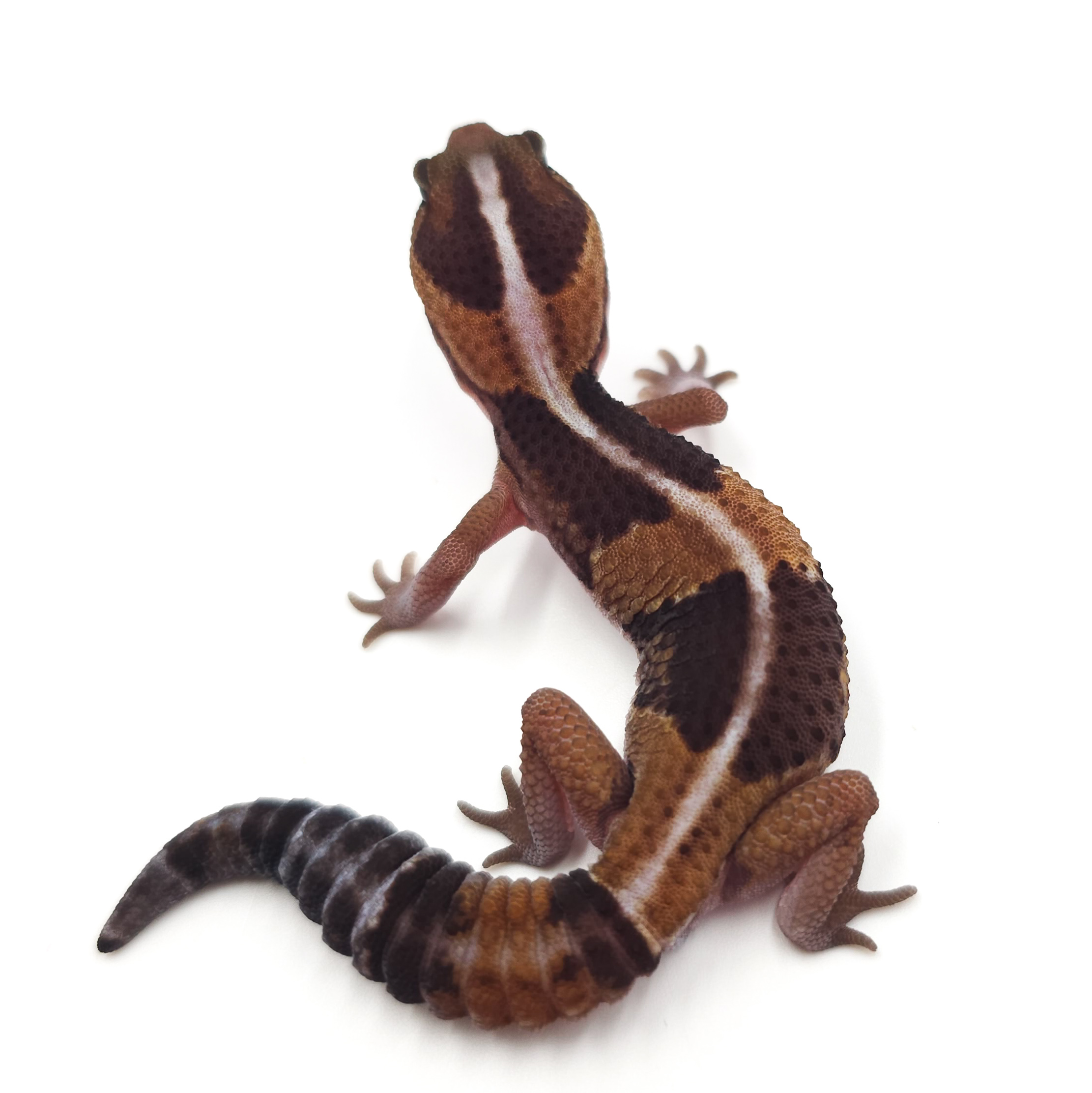 ニシアフリカトカゲモドキ¥ノーマルhetアメル