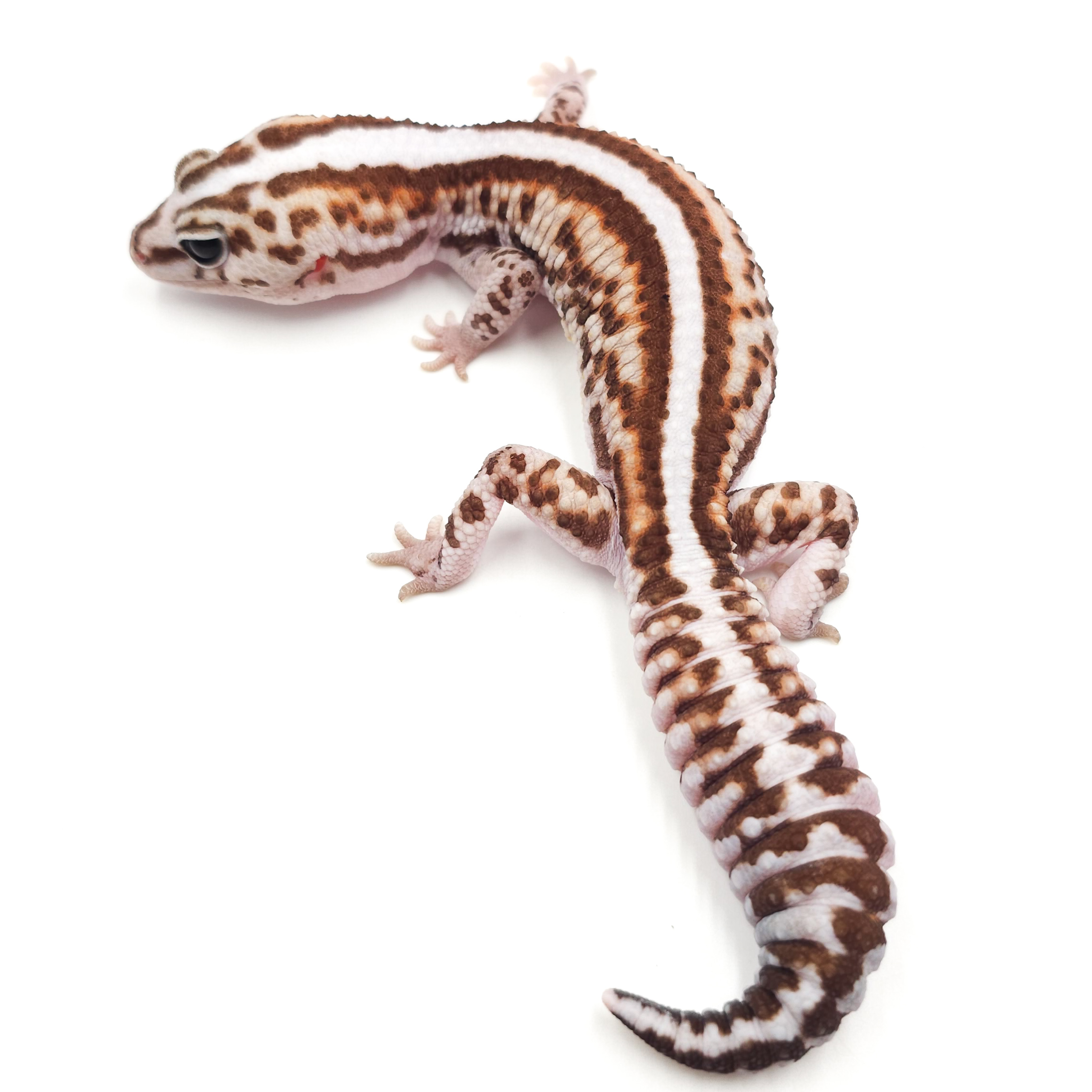 ニシアフリカトカゲモドキ¥ホワイトアウスーパーゼロhetオレオ