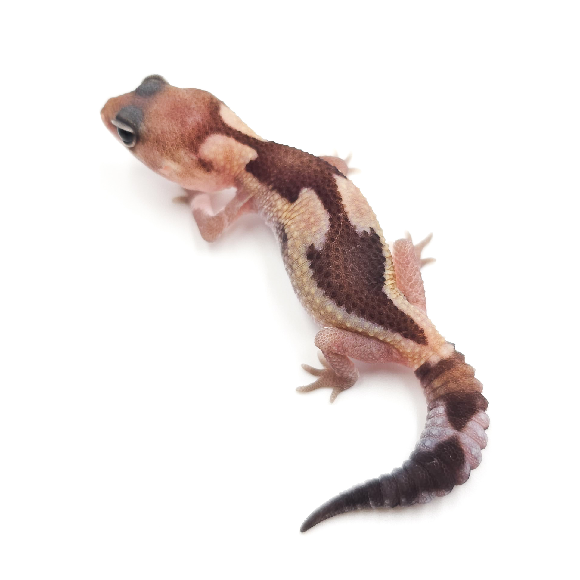 ニシアフリカトカゲモドキ¥ズールーhetオレオ